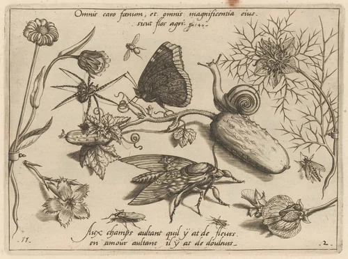 Archetypa studiaque patris Georgii Hoefnagelii [Part 2, Plate 11] by Jacob Hoefnagel; Joris Hoefnagel, print, 1592