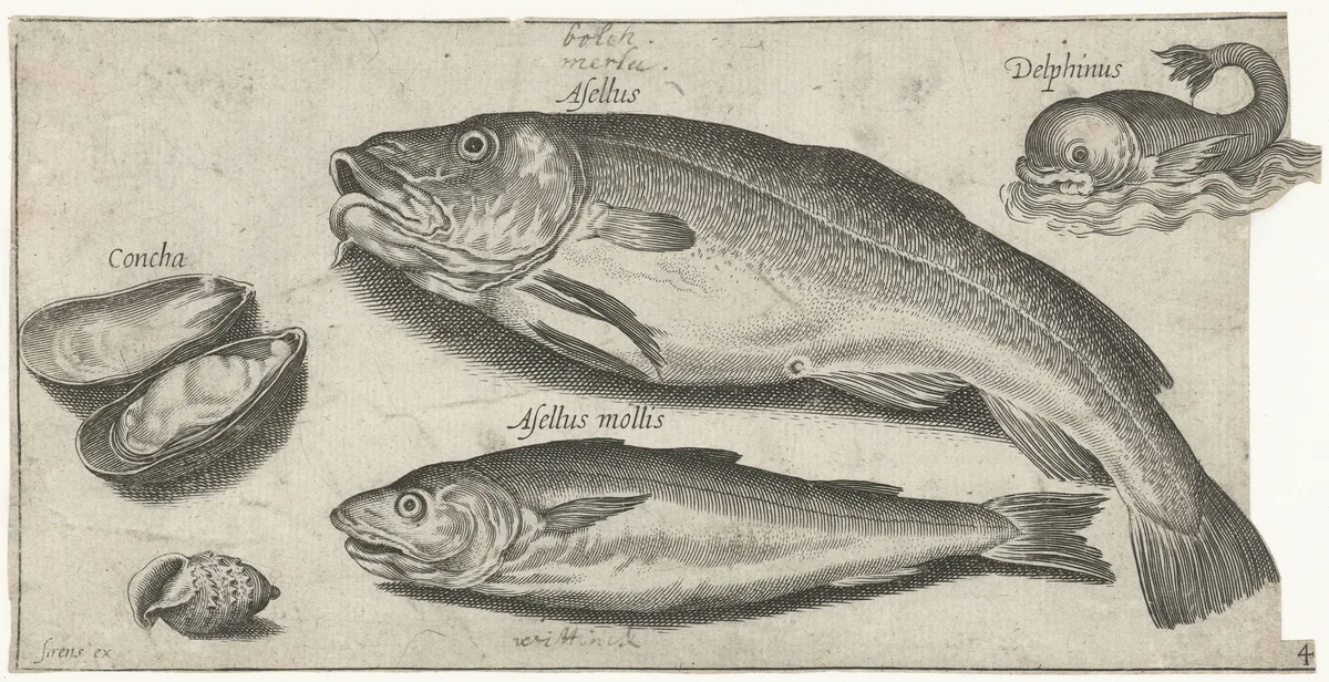 Kabeljauw, wijting, een dolfijn en schelpen by Pierre Firens, print, 1600-1638