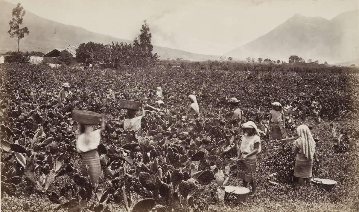 Cactus Plantation for Rearing Cochineal by Eadweard Muybridge, photograph, 1875