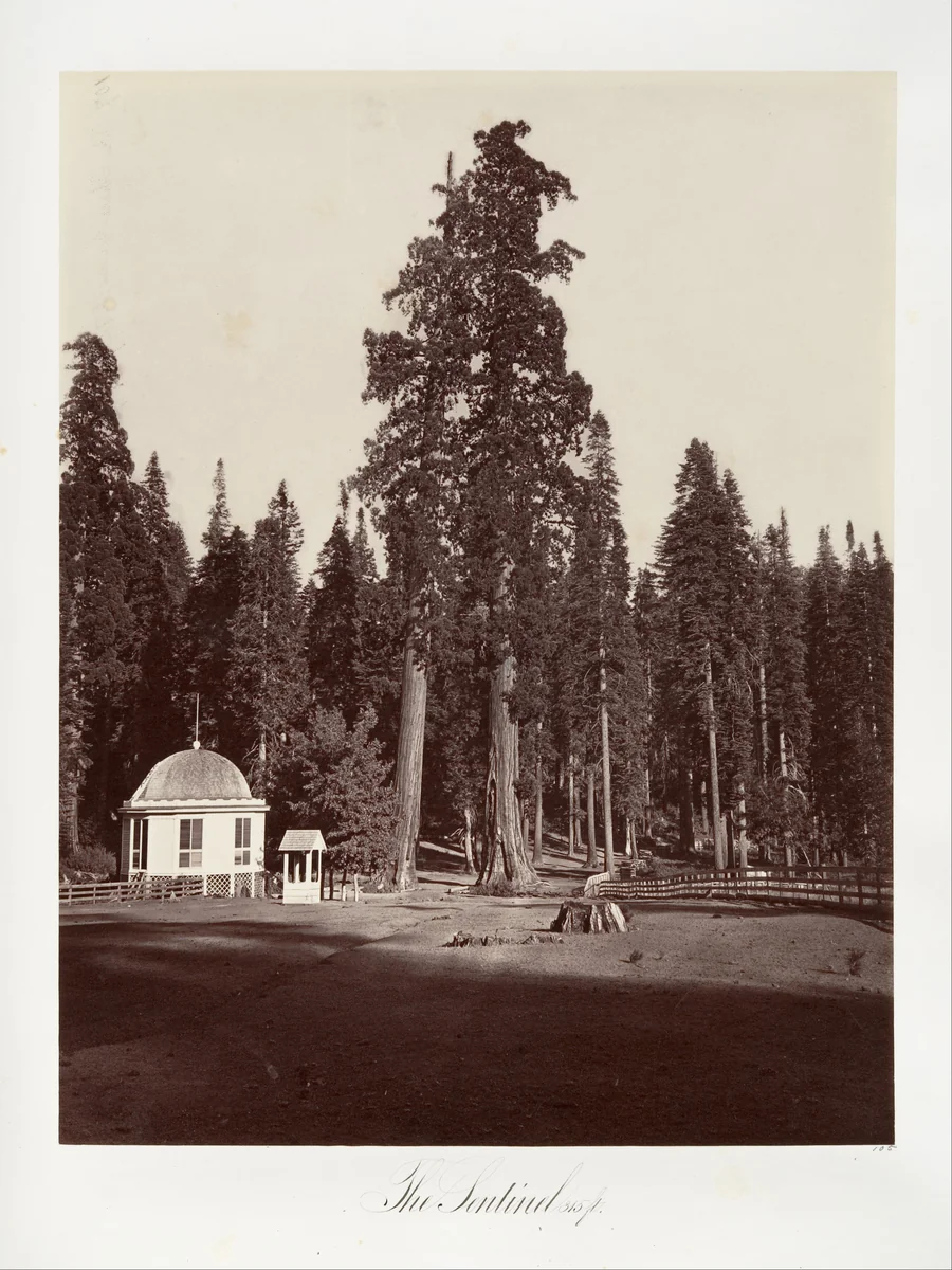 The Sentinel, 315 feet by Carleton E. Watkins, photograph, 1865-1866