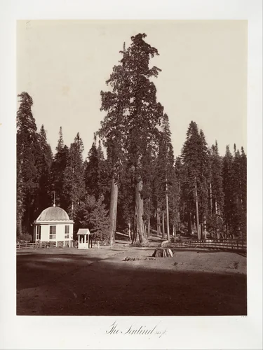The Sentinel, 315 feet by Carleton E. Watkins, photograph, 1865-1866
