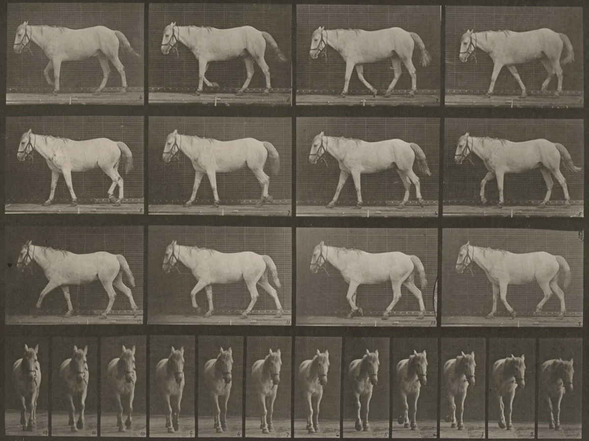 Plate Number 656. "Bob" walking, free, ossification of cartilage, right front foot by Eadweard Muybridge, photograph, 1887