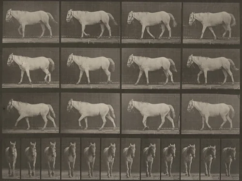 Plate Number 656. "Bob" walking, free, ossification of cartilage, right front foot by Eadweard Muybridge, photograph, 1887