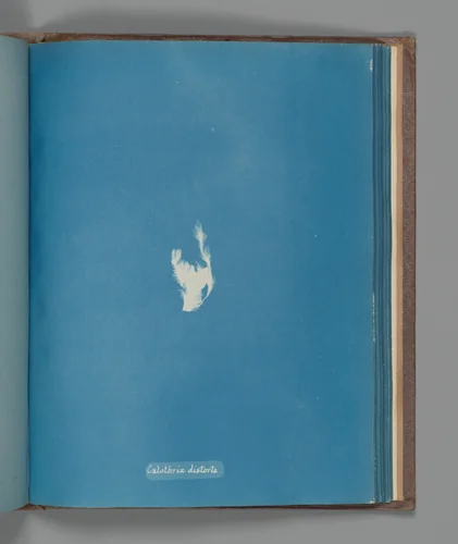 Calothrix distorta by Anna Atkins, photograph, 1851-1855