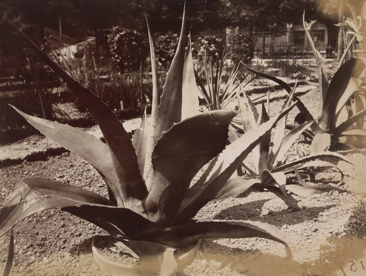 Agave du Mexique by Eugène Atget, photograph
