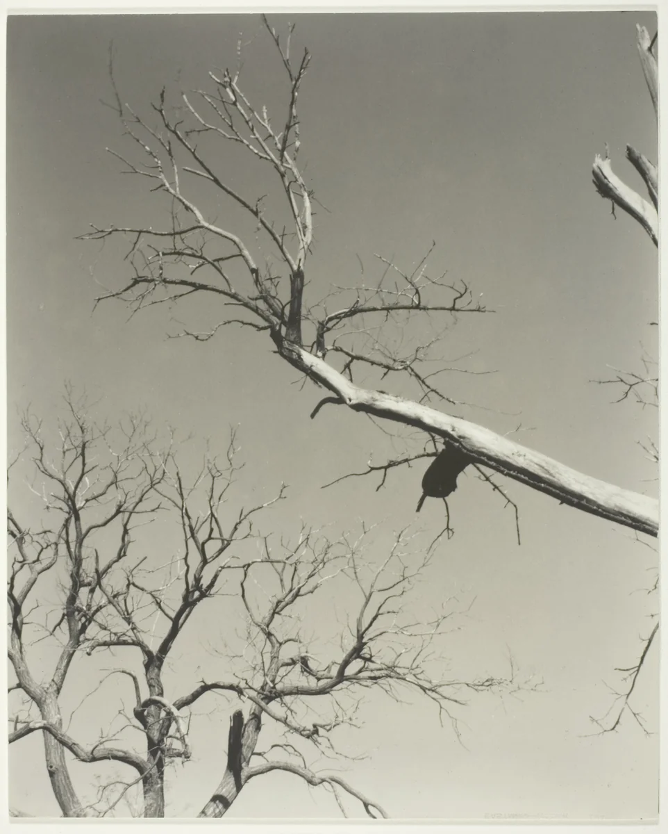 The Dying Chestnut Tree—My Teacher by Alfred Stieglitz, photograph, 1927