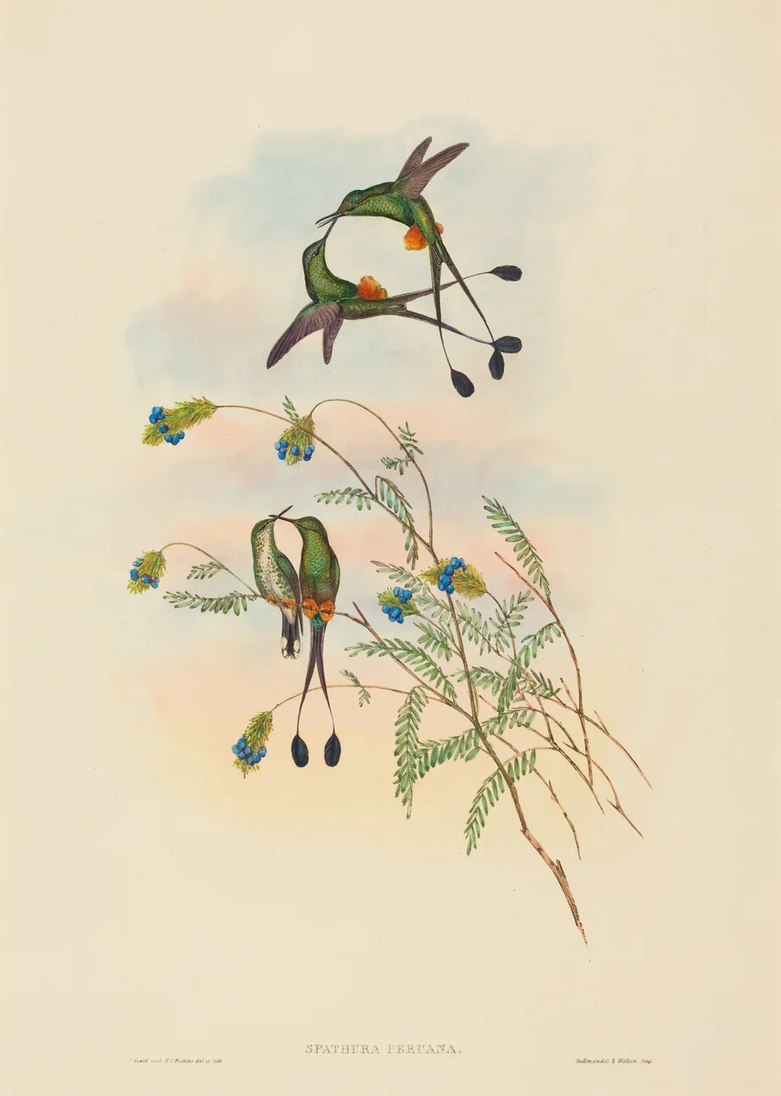 Spathura peruana (Peruvian Racket-Tail) by John Gould, print, 1804-1881