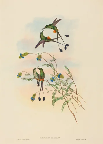 Spathura peruana (Peruvian Racket-Tail) by John Gould, print, 1804-1881