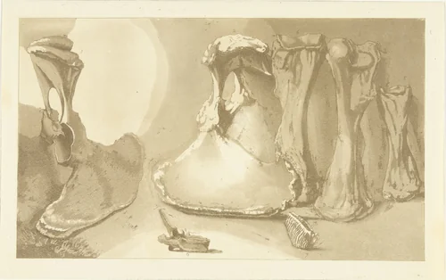 Aangespoelde beenderen by Anthonie van den Bos, print, 1809-1810