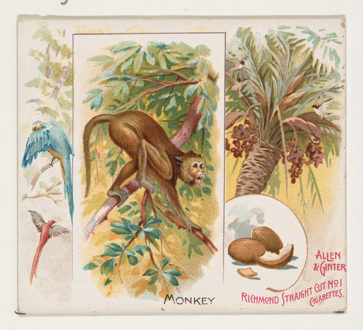 Monkey, from Quadrupeds series (N41) for Allen & Ginter Cigarettes by Allen & Ginter, print, 1890