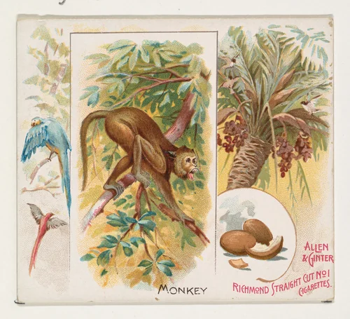 Monkey, from Quadrupeds series (N41) for Allen & Ginter Cigarettes by Allen & Ginter, print, 1890