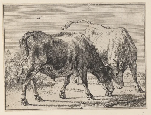 Two Oxen Fighting, from Various Oxen and Cows by Paulus Potter, print, 1650