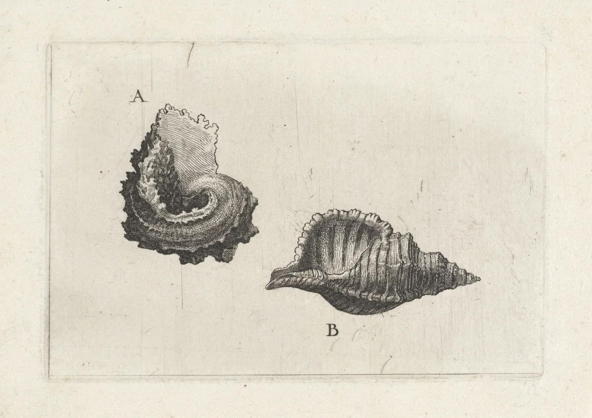 Schelpen, angaria delphinus (A) en cymatium pileare (B) by Wenceslaus Hollar, print, 1644-1652