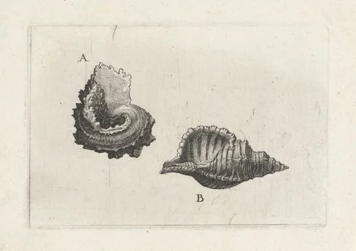 Schelpen, angaria delphinus (A) en cymatium pileare (B) by Wenceslaus Hollar, print, 1644-1652