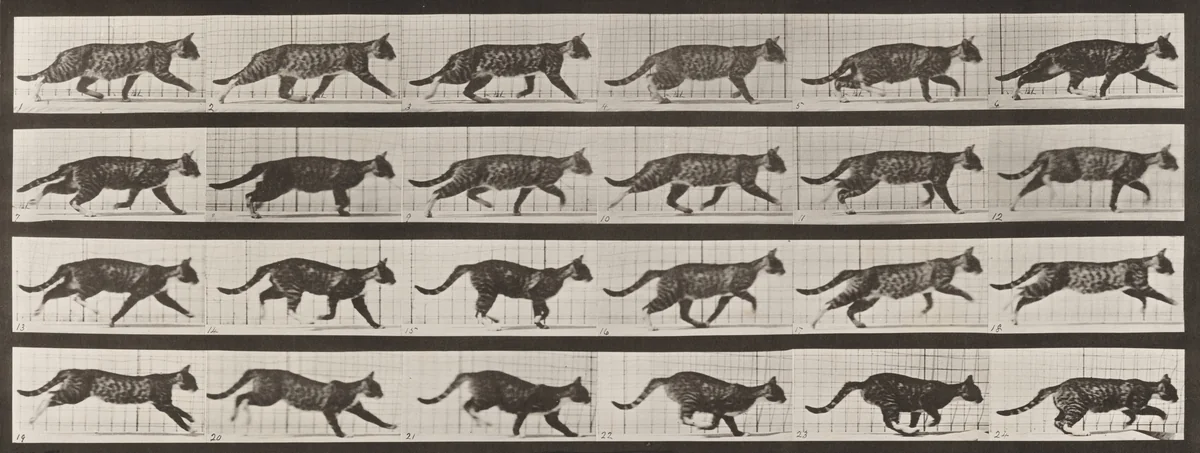 Plate Number 718. Cat; trotting; change to galloping by Eadweard Muybridge, photograph, 1887
