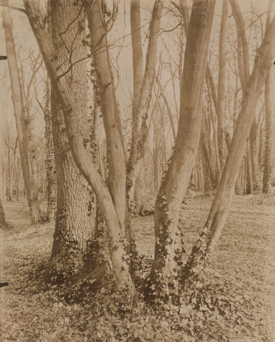 Parc de Saint-Cloud by Eugène Atget, photograph, 1915