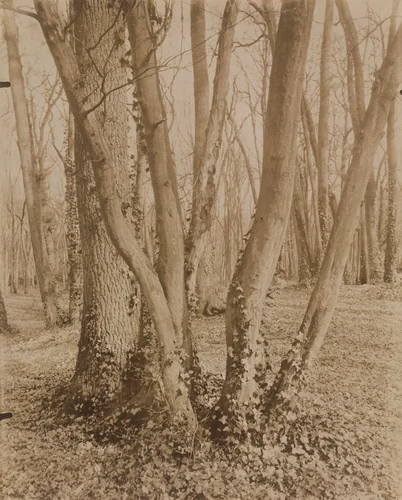 Parc de Saint-Cloud by Eugène Atget, photograph, 1915