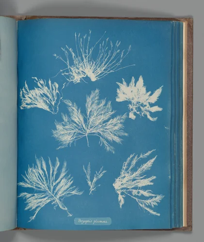 Bryopsis plumosa by Anna Atkins, photograph, 1851-1855