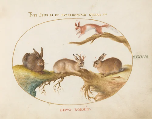 Plate 47: A Hare, "Jackalope," a Rabbit, and a Spotted Squirrel by Joris Hoefnagel, drawing, 1570-1599