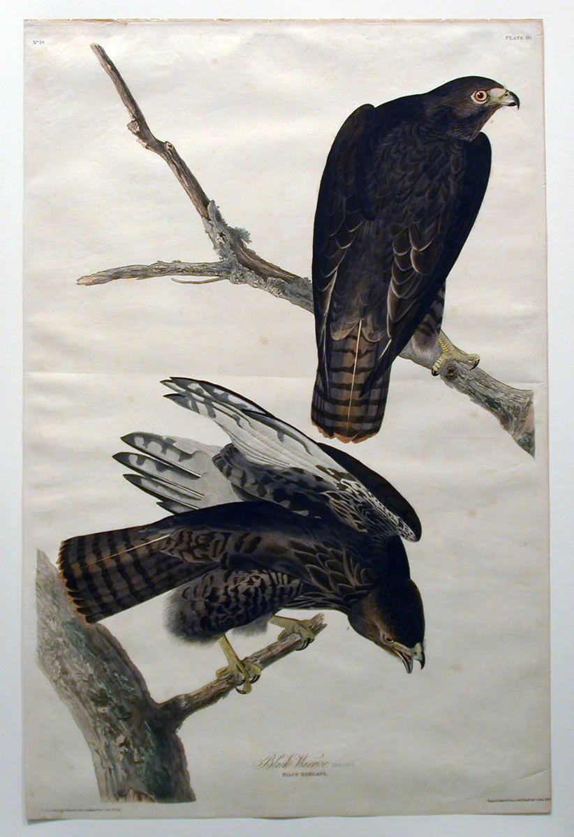 Black Warrior (No. 18) by John James Audubon, print, 1830