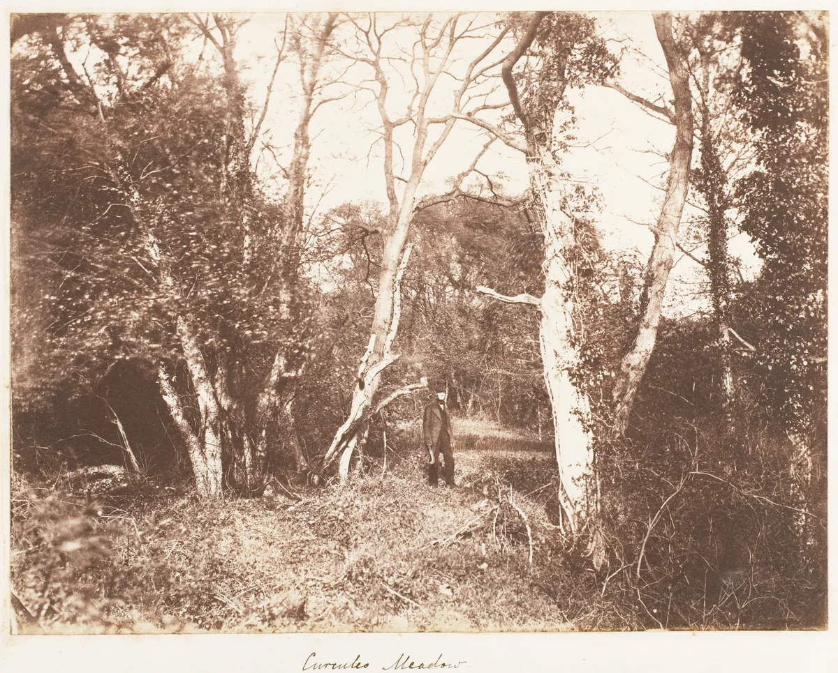 Cureuleo Meadow by John Dillwyn Llewelyn, photograph, 1853-1856