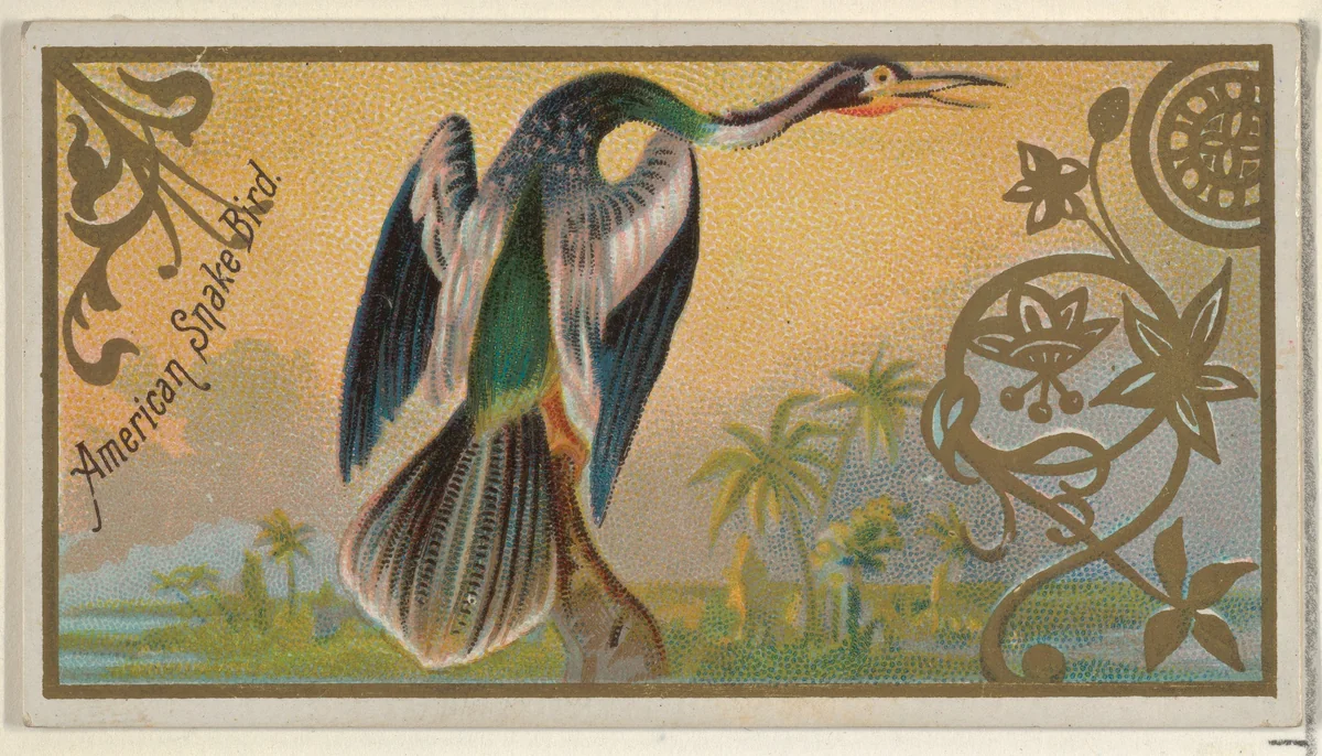 American Snake Bird, from the Game Birds series (N13) for Allen & Ginter Cigarettes Brands by Allen & Ginter, print, 1889