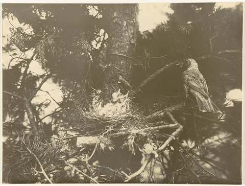 Lijster bij haar nest met kuikens in een grove den by Richard Tepe, photograph, 1900-1940