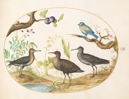 Plate 52: Blue Tit with Three Wading Birds and a Fig Tree by Joris Hoefnagel, drawing, 1570-1599