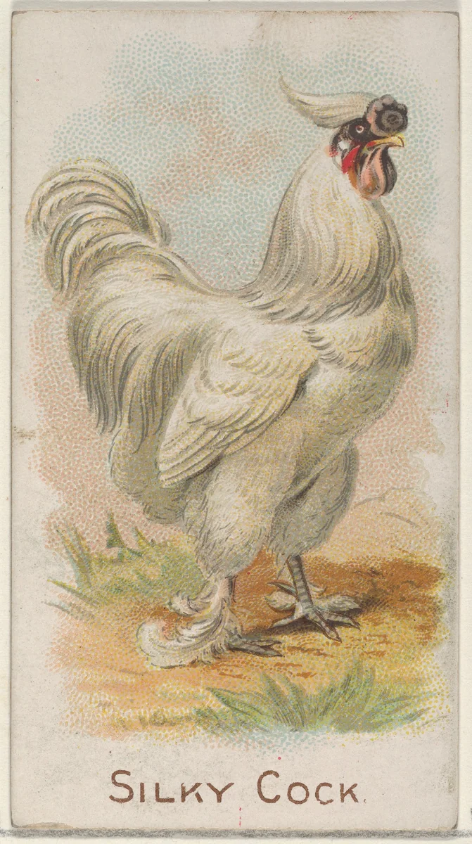 Silky Cock, from the Prize and Game Chickens series (N20) for Allen & Ginter Cigarettes by Allen & Ginter, print, 1891