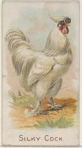 Silky Cock, from the Prize and Game Chickens series (N20) for Allen & Ginter Cigarettes by Allen & Ginter, print, 1891