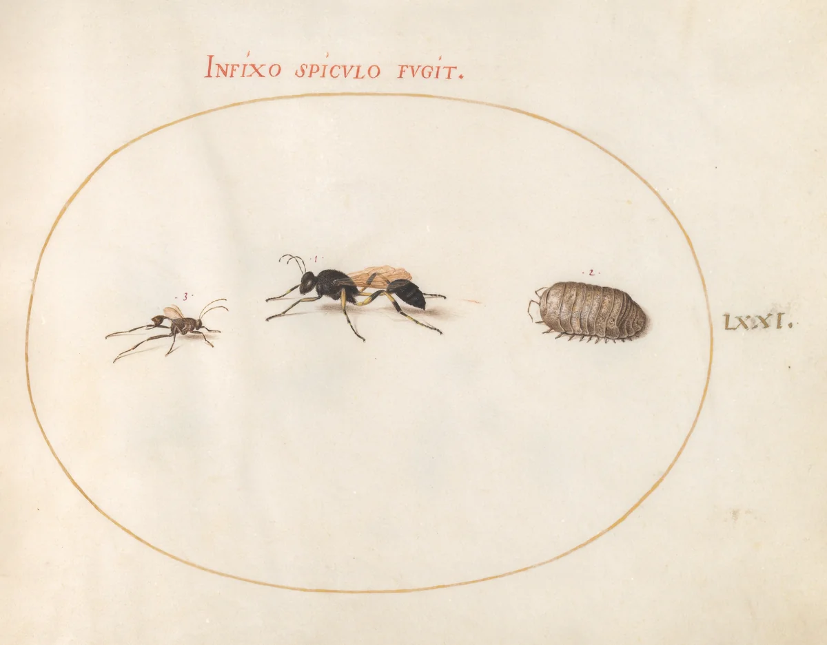 Plate 71: Two Wasps and a Pill Bug by Joris Hoefnagel, drawing, 1570-1599