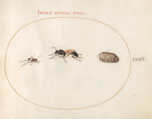 Plate 71: Two Wasps and a Pill Bug by Joris Hoefnagel, drawing, 1570-1599