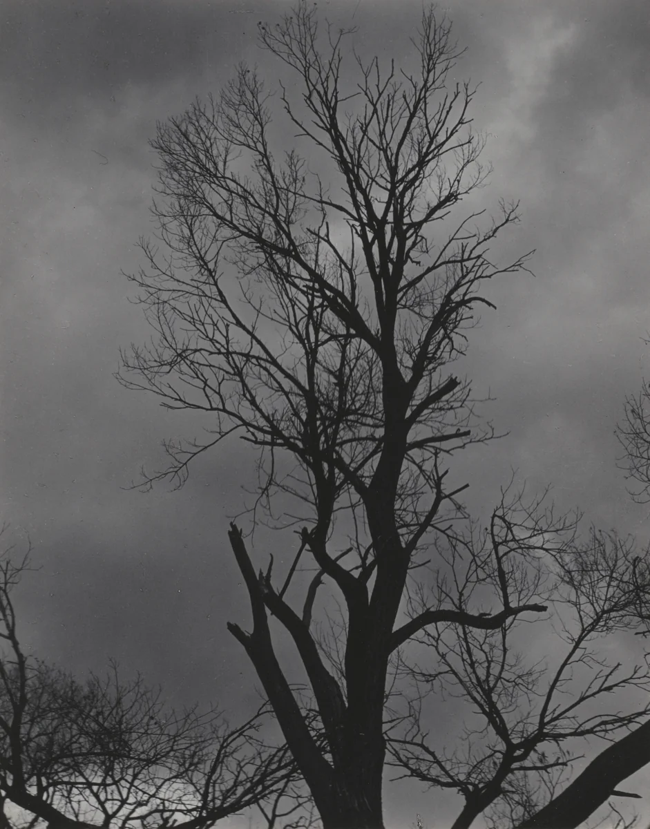 Tree Set 5 by Alfred Stieglitz, photograph, 1924