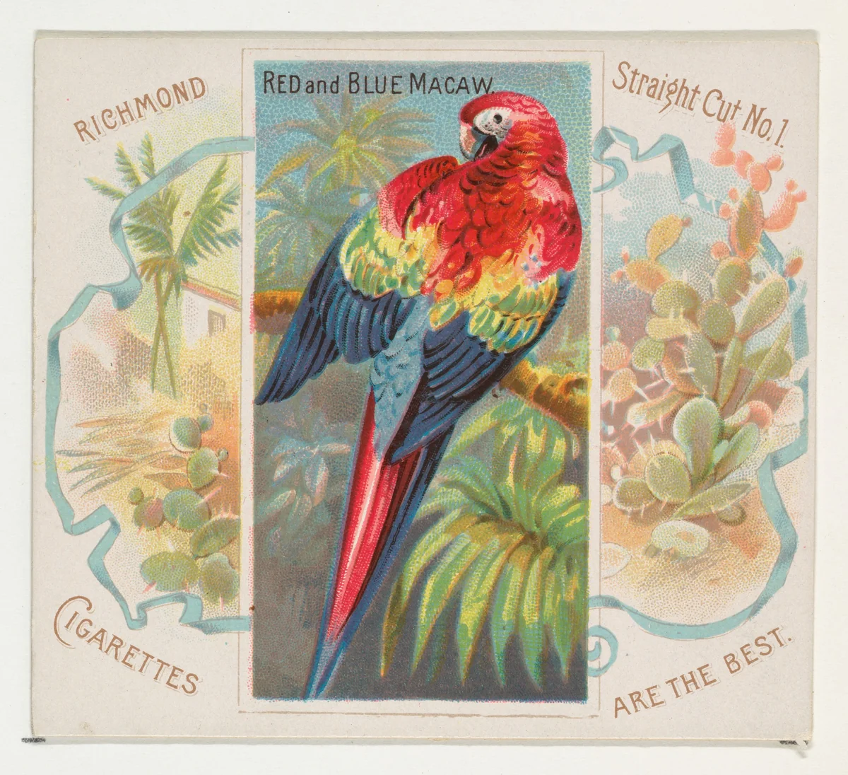 Red and Blue Macaw, from Birds of the Tropics series (N38) for Allen & Ginter Cigarettes by Allen & Ginter, print, 1889