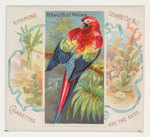 Red and Blue Macaw, from Birds of the Tropics series (N38) for Allen & Ginter Cigarettes by Allen & Ginter, print, 1889