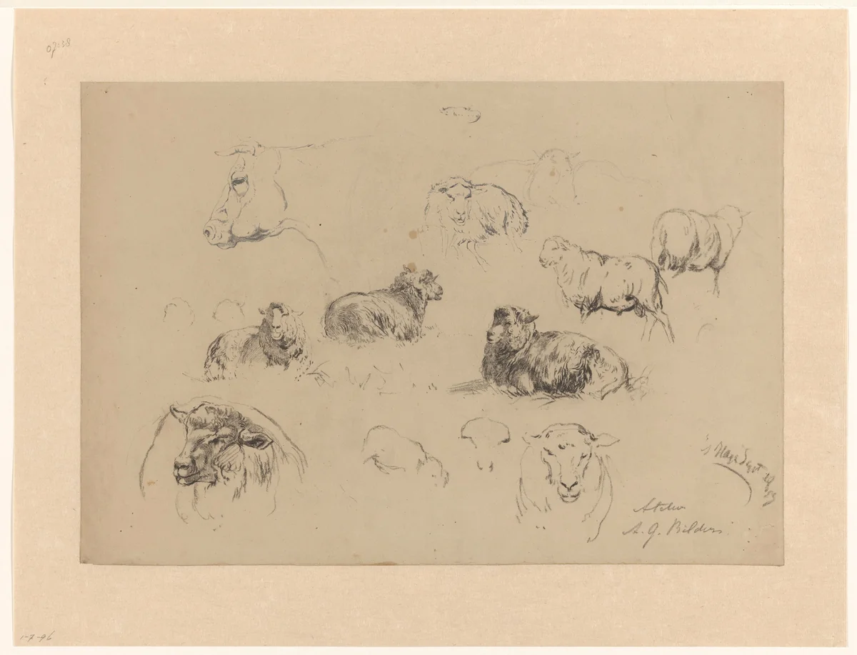 Schetsblad met studies van schapen en een koeienkop by Gerard Bilders, drawing, 1857