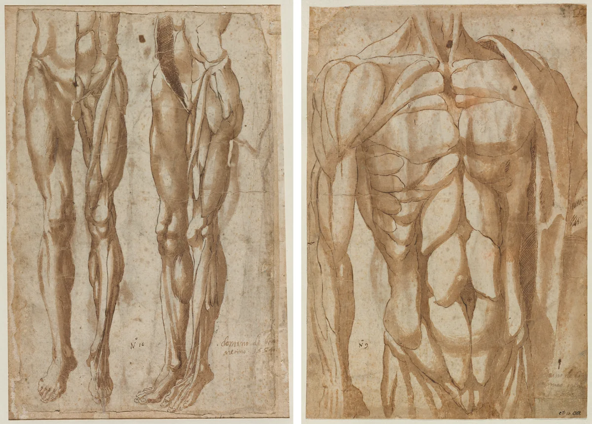 Two Studies of a Flayed Man (recto) Study of a Flayed Torso (verso) by Bartolommeo da Arezzo, drawing, 1554