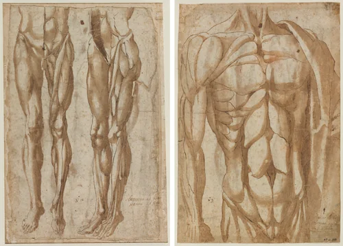 Two Studies of a Flayed Man (recto) Study of a Flayed Torso (verso) by Bartolommeo da Arezzo, drawing, 1554