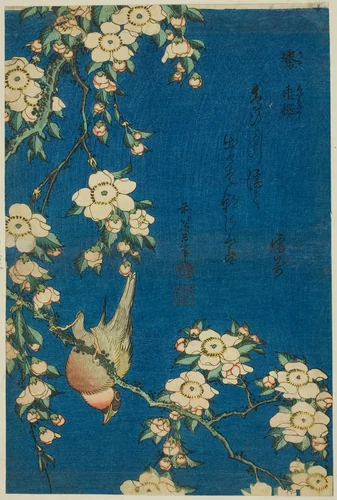 Bullfinch and Weeping Cherry (Uso, shidarezakura), from an untitled series of flowers and birds by Katsushika Hokusai (葛飾 北斎), print, 1829-1839
