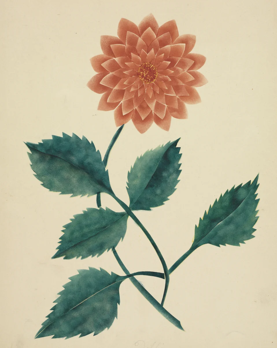 Dahlia by Mary Altha Nims, drawing, 1840-1899
