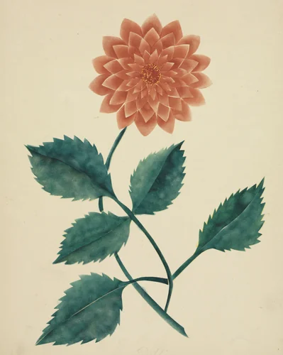 Dahlia by Mary Altha Nims, drawing, 1840-1899