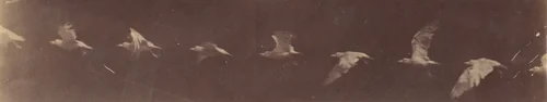 [Bird in Flight] by Etienne-Jules Marey, photograph, 1886