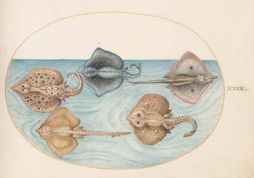 Plate 29: Homelyn Ray and Four Other Rays or Skates by Joris Hoefnagel, drawing, 1570-1599