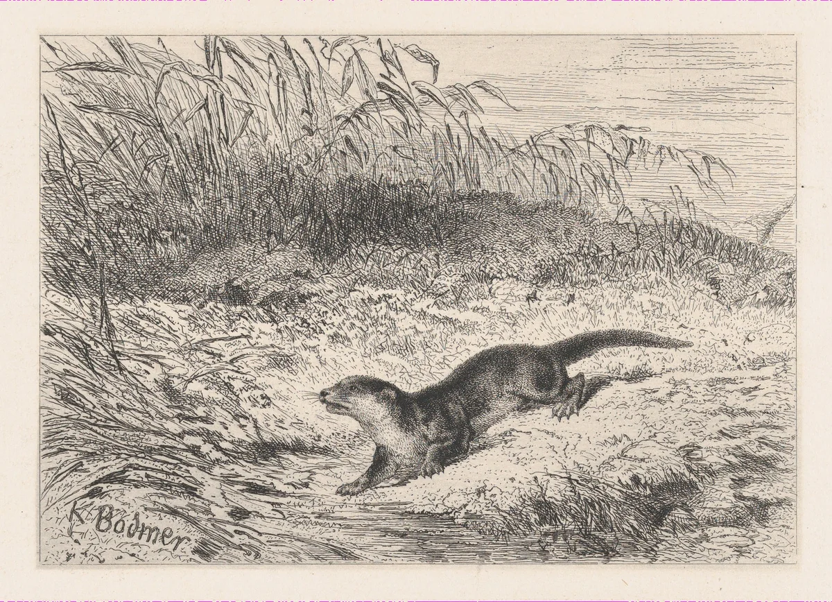 An Otter, from "Eaux-Fortes Animaux & Paysages" by Karl Bodmer, print, 1855-1865