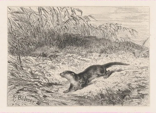 An Otter, from "Eaux-Fortes Animaux & Paysages" by Karl Bodmer, print, 1855-1865