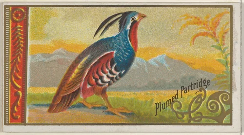 Plumed Partridge, from the Game Birds series (N13) for Allen & Ginter Cigarettes Brands by Allen & Ginter, print, 1889
