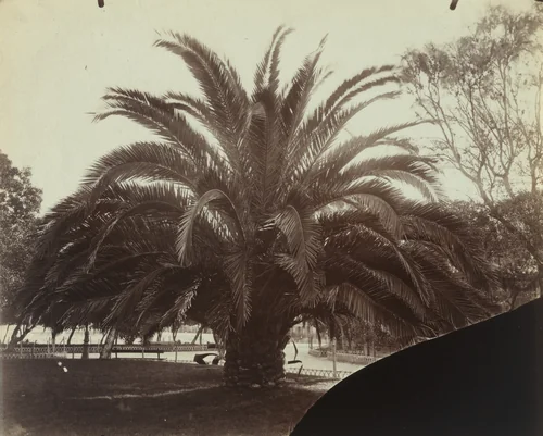 Palmier by Eugène Atget, photograph, 1900