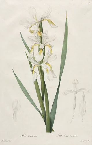 Gold-banded Iris by Henry Joseph Redouté, print, 1812