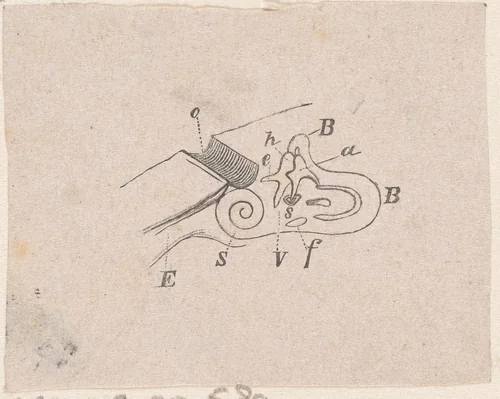 Onderdeel van het menselijk lichaam met een afwijking by Isaac Weissenbruch, print, 1836-1912