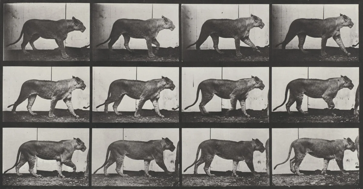Plate Number 728. Lioness walking by Eadweard Muybridge, photograph, 1887